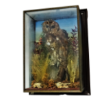 A taxidermy tawny owl - perched on a stump amongst foliage, cased, 53 x 39cm.