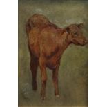 FREDERICK GEORGE COTMAN (1850-1920) A Prize Calf Oil on card Framed and glazed Picture size 12 x 8cm