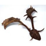 An early 20th century pair of antlers - mounted in a plaster 'head', width 73cm.