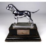 An early 20th century chrome model of a boxer dog - raised on an ebonised plinth, height 13cm.