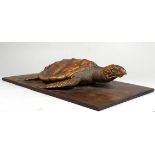 A taxidermy snapping turtle - mounted on a hardwood base, overall length 29cm.