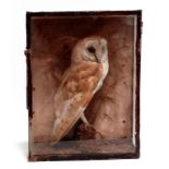 An early 20th century taxidermy barn owl - standing on a mossy perch with grasses behind, within a