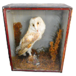 A 20th century taxidermy barn owl - mounted in a naturalistic pose with a sparrow in its claws,