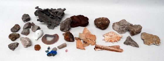 A quantity of shells and geological samples - possibly including coprolite.