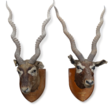 An early 20th century taxidermy head of a Chinkara (Indian Gazelle) - mounted on an oak shield