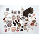 A quantity of shell and rock samples - including some polished stones. (qty)