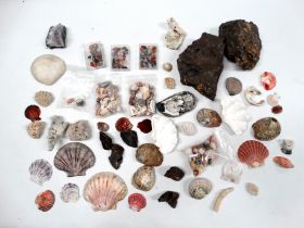 A quantity of shell and rock samples - including some polished stones. (qty)