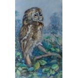 # Mary HOSLER (British 20th Century) Tawny Owl Pastel on grey paper Signed lower right Framed and