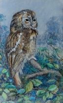 # Mary HOSLER (British 20th Century) Tawny Owl Pastel on grey paper Signed lower right Framed and