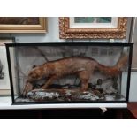 A late 19th century taxidermy model of a fox - in a naturalistic pose taking a duck in an ebonised