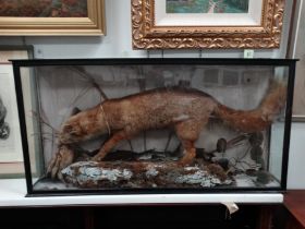 A late 19th century taxidermy model of a fox - in a naturalistic pose taking a duck in an ebonised