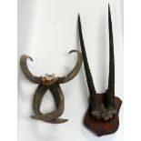 A pair of early 20th century springbok horns - mounted on a shield, height 95cm, together with a