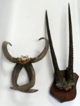 A pair of early 20th century springbok horns - mounted on a shield, height 95cm, together with a