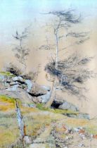 # David MACAULAY (British 20th/21st Century) Larch Below The Rockface Graphite and pastel Signed