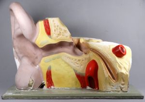 A vintage plaster educational anatomical model of a human ear - mounted on a rectangular wooden