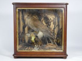 An early 20th century taxidermy kestrel - the female bird with it's prey in a naturalistic