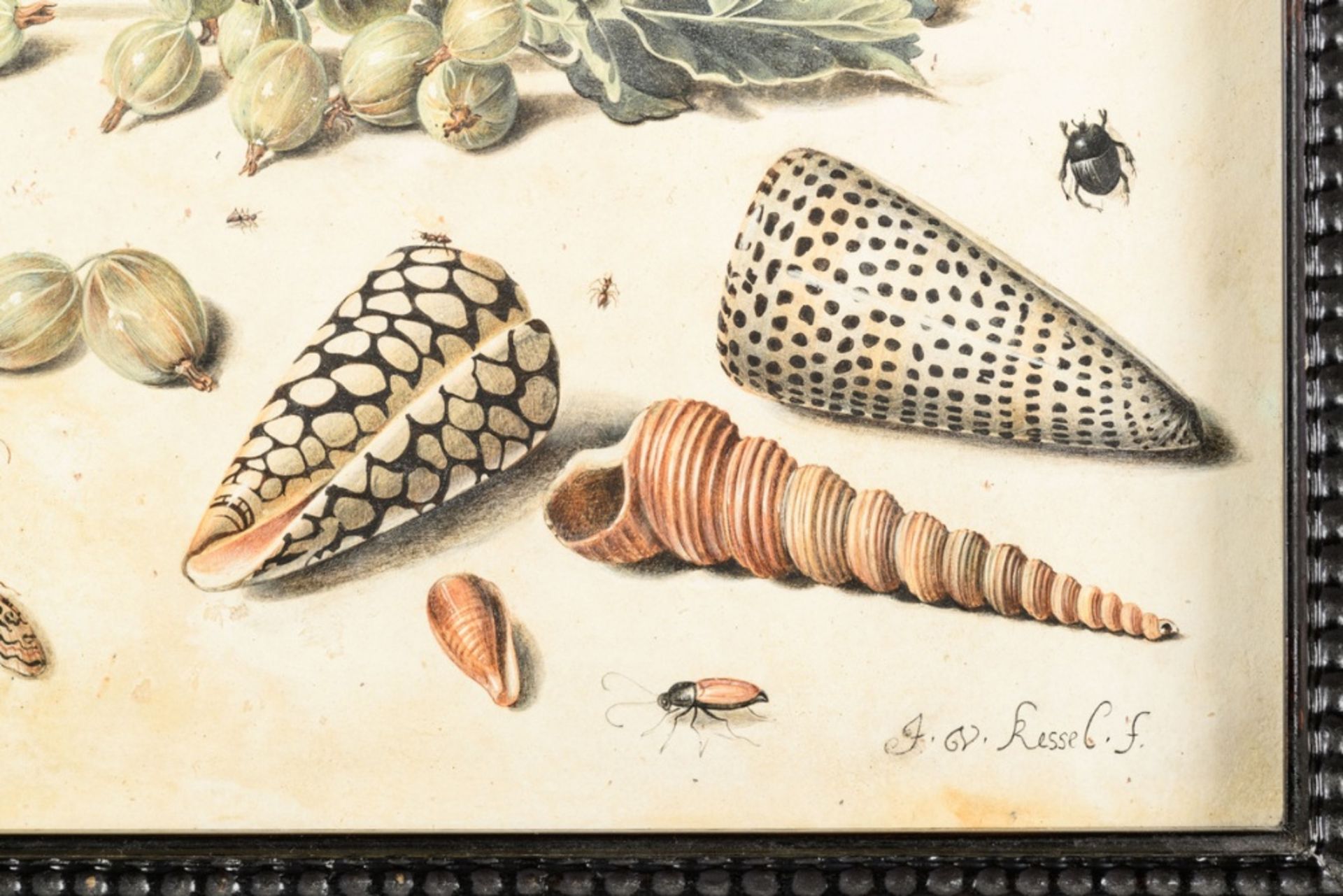 Jan van Kessel I: gouache on parchment 'study of insects, fruit and shells' (21x28.5cm) - Bild 3 aus 7