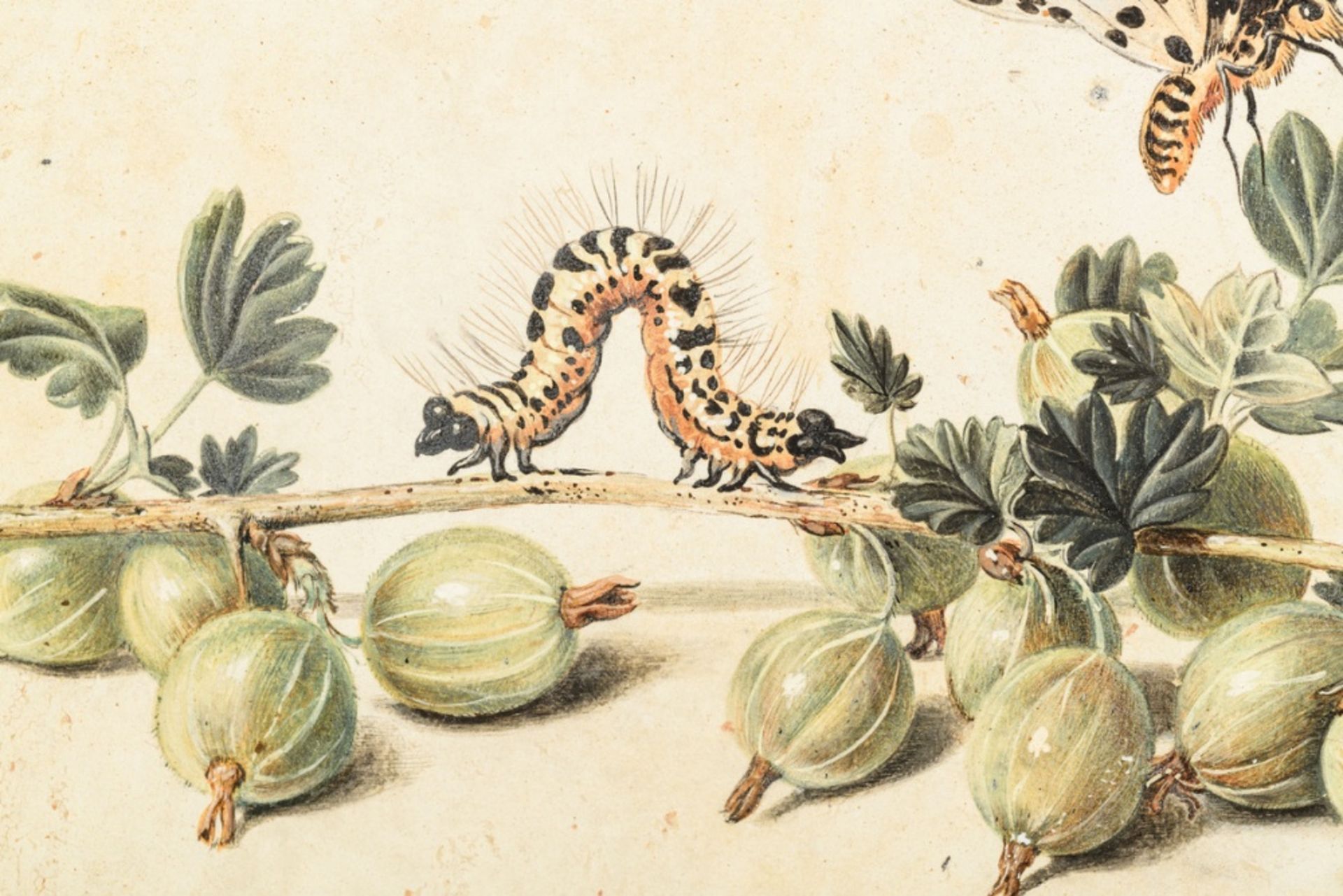 Jan van Kessel I: gouache on parchment 'study of insects, fruit and shells' (21x28.5cm) - Bild 6 aus 7