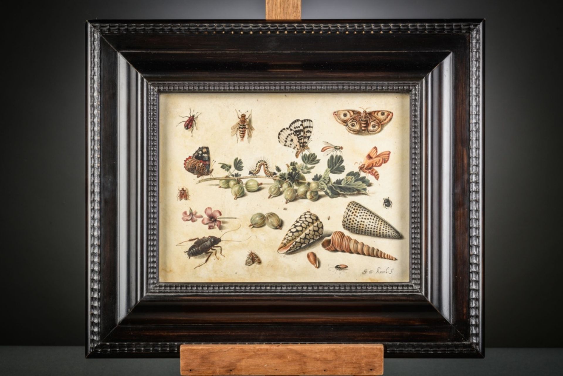 Jan van Kessel I: gouache on parchment 'study of insects, fruit and shells' (21x28.5cm) - Bild 2 aus 7