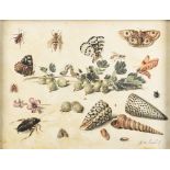 Jan van Kessel I: gouache on parchment 'study of insects, fruit and shells' (21x28.5cm)