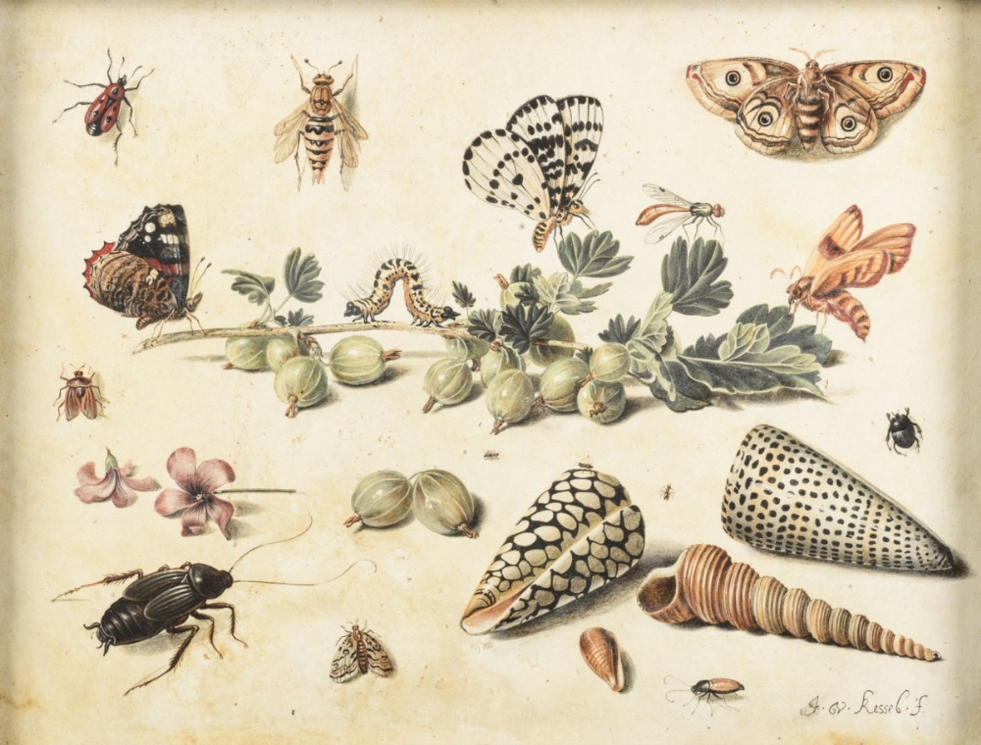 Jan van Kessel I: gouache on parchment 'study of insects, fruit and shells' (21x28.5cm)