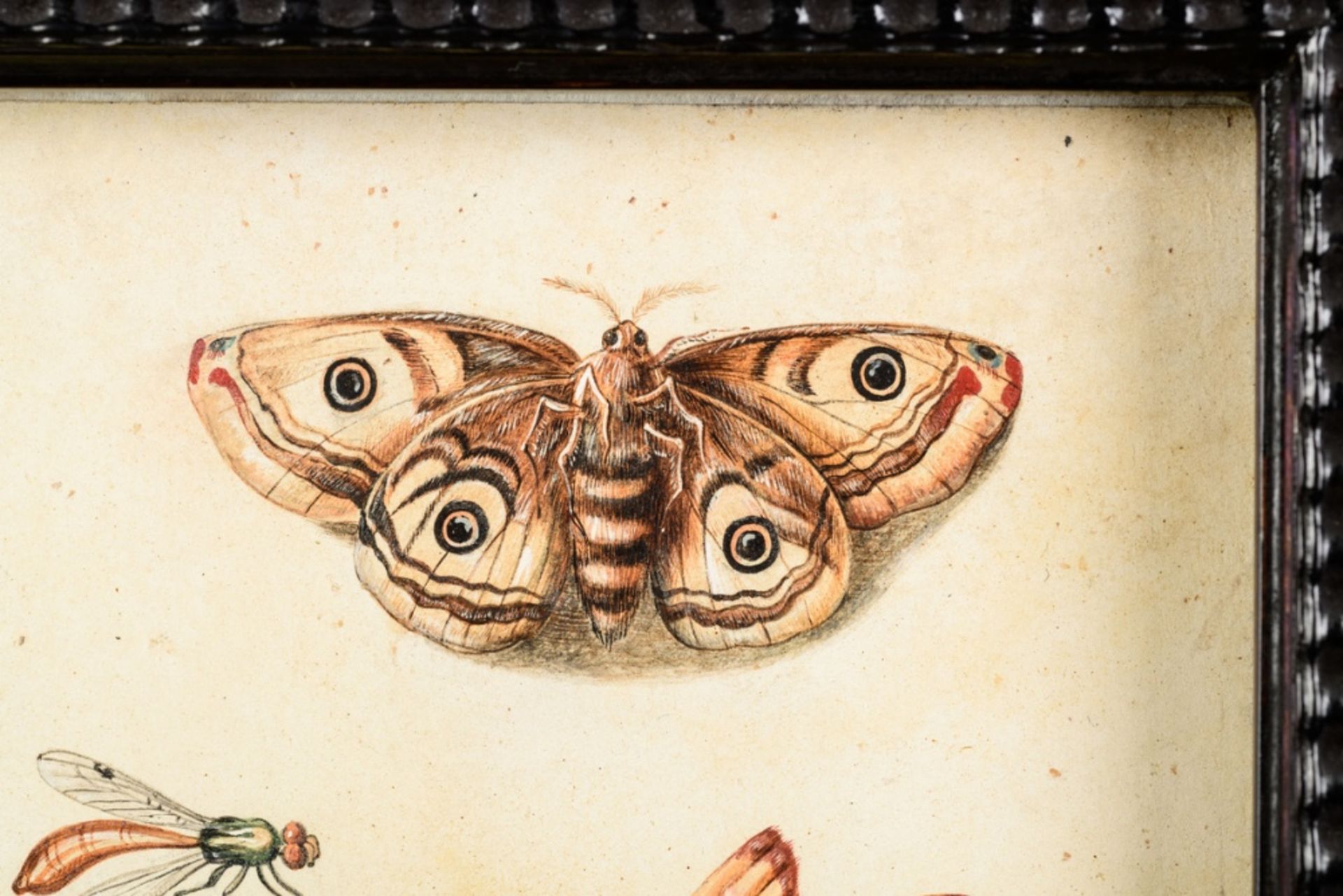 Jan van Kessel I: gouache on parchment 'study of insects, fruit and shells' (21x28.5cm) - Bild 7 aus 7