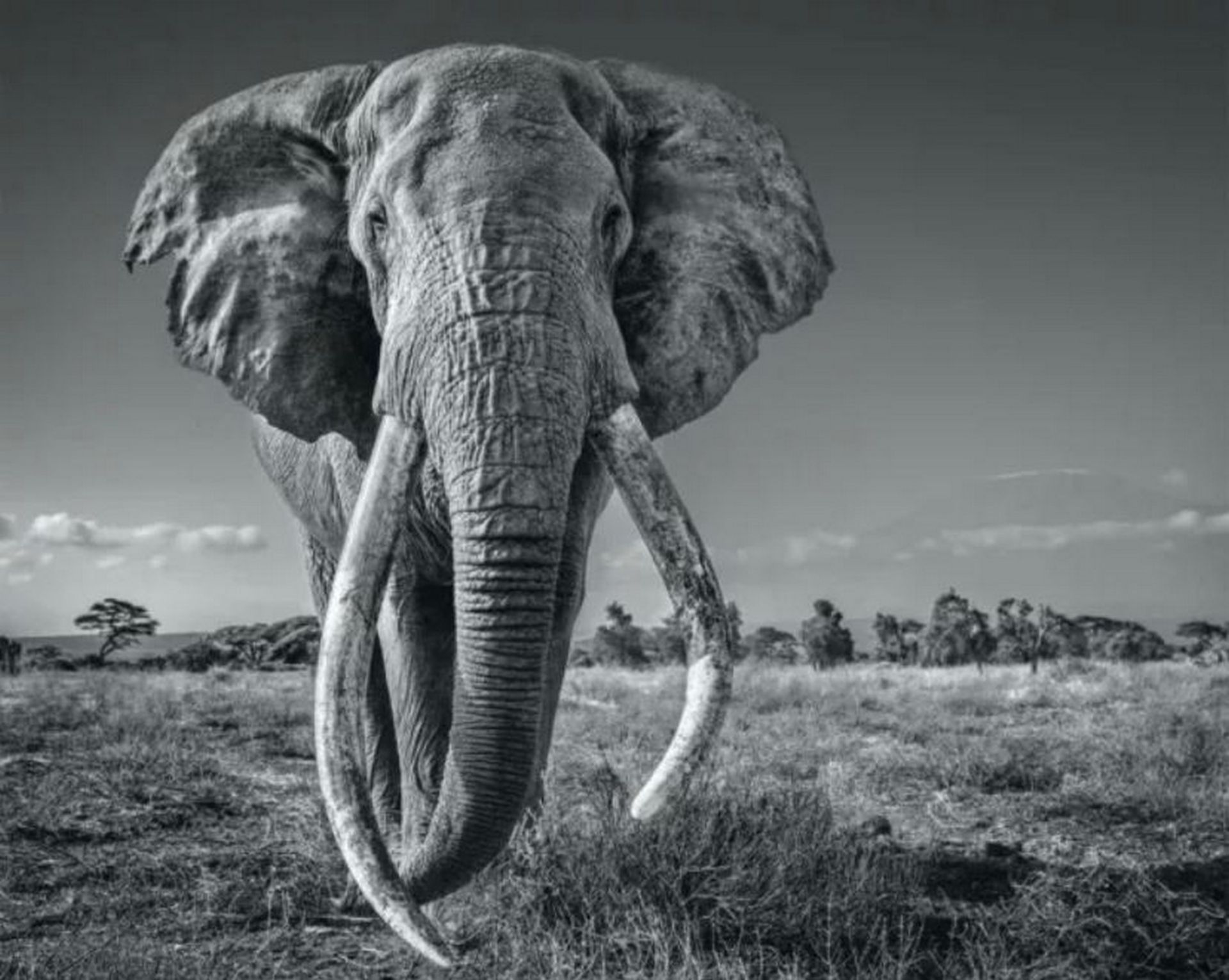 David YARROW (Né en 1966)