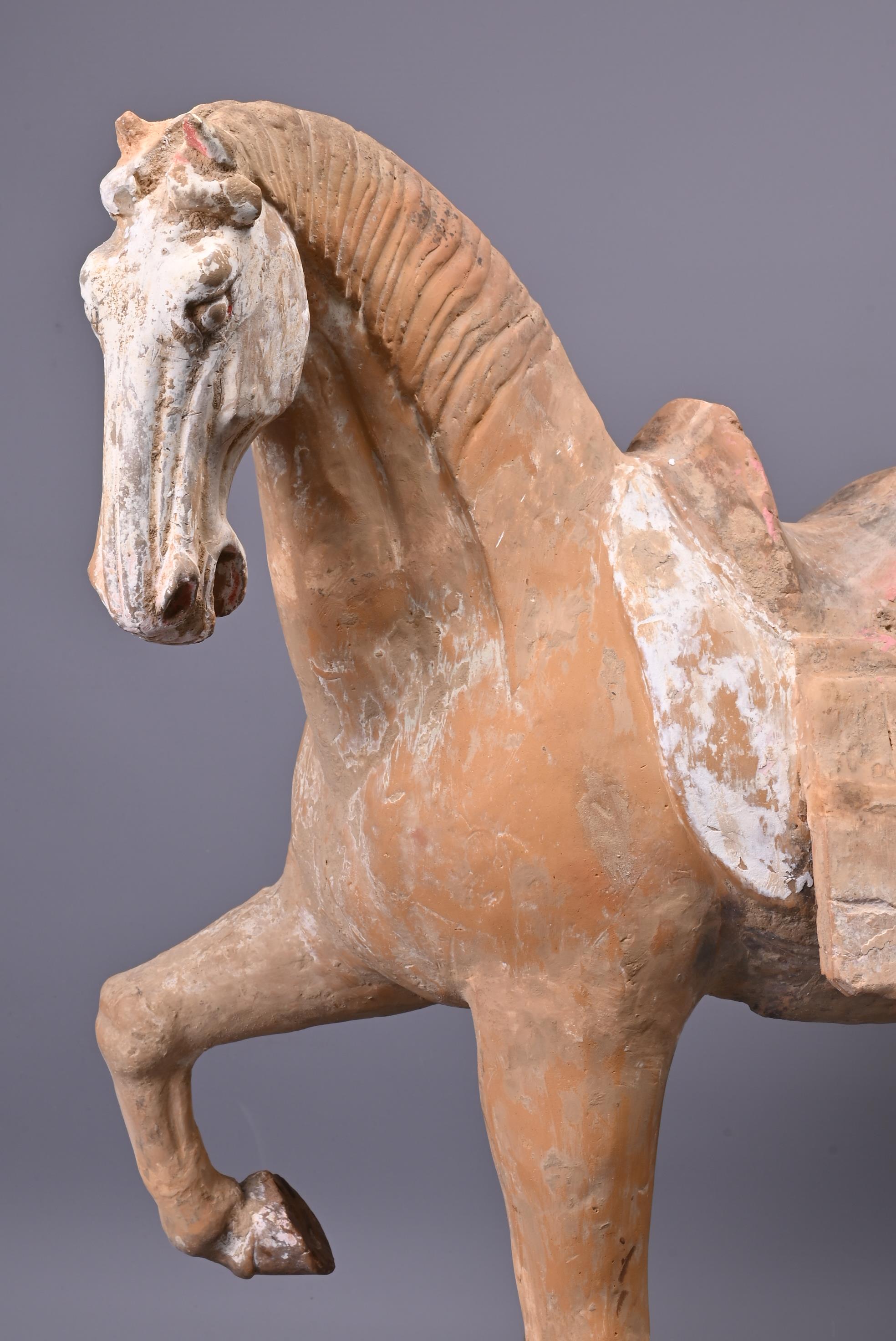 A LARGE CHINESE POTTERY PRANCING HORSE, TANG DYNASTY (AD 618-907). - Image 7 of 7