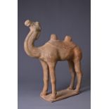 A CHINESE POTTERY CAMEL, TANG DYNASTY (AD 618 – 906). Standing alert with head raised. Heavily