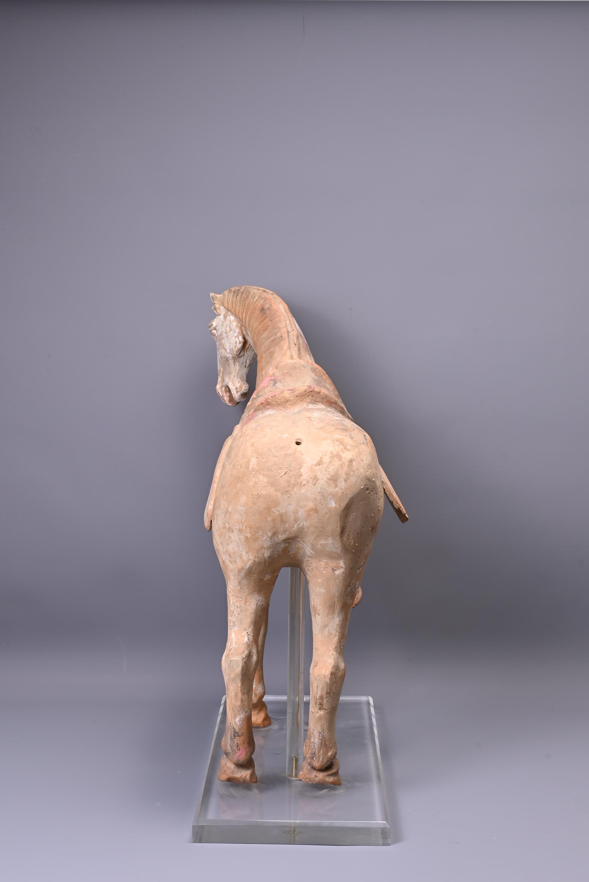 A LARGE CHINESE POTTERY PRANCING HORSE, TANG DYNASTY (AD 618-907). - Image 4 of 7