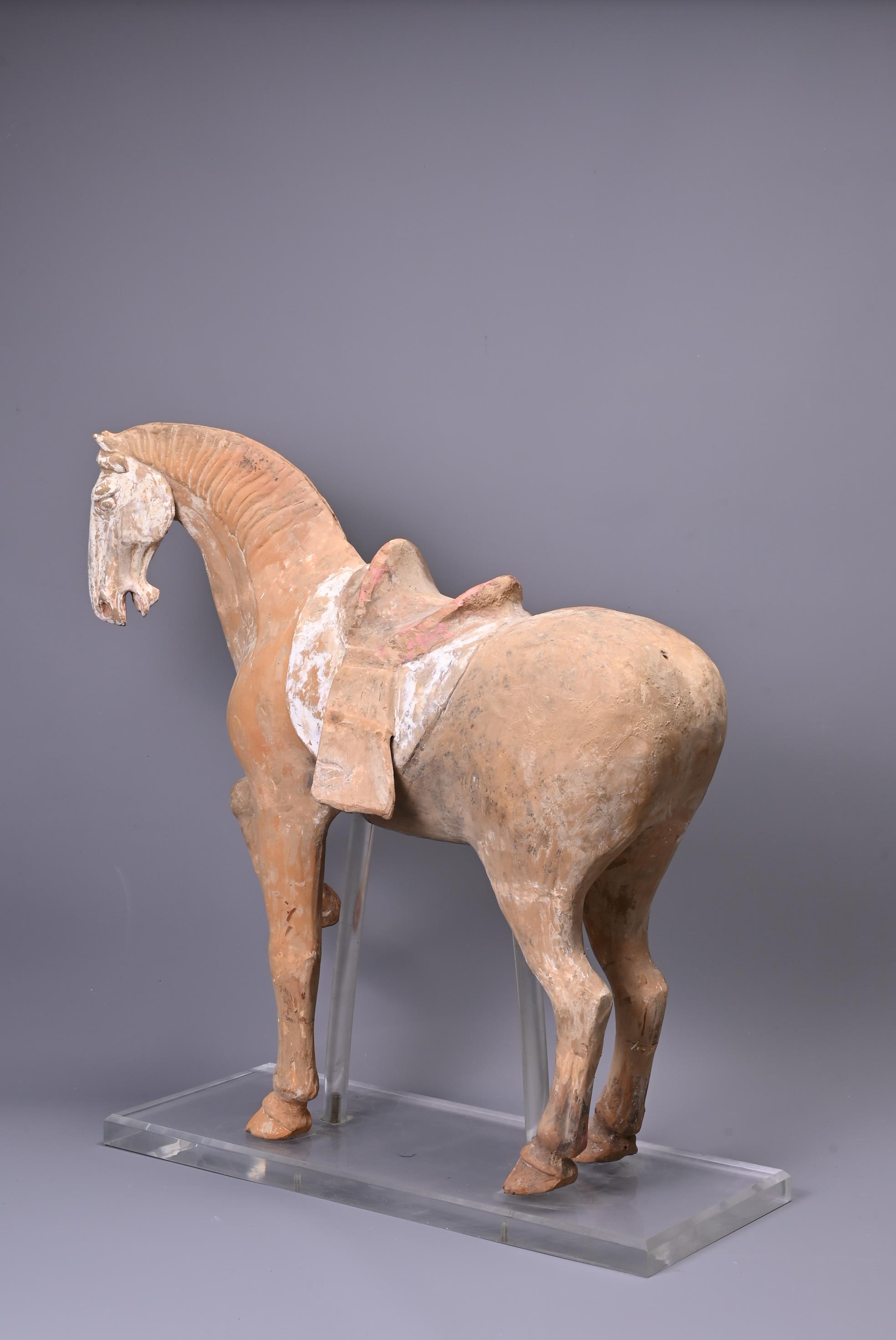 A LARGE CHINESE POTTERY PRANCING HORSE, TANG DYNASTY (AD 618-907). - Image 3 of 7