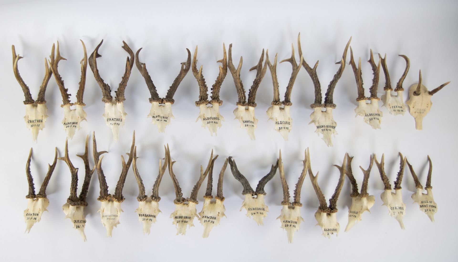 Collection of hunting trophies/antlers