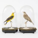 Taxidermy 2 stuffed birds under glass dome.