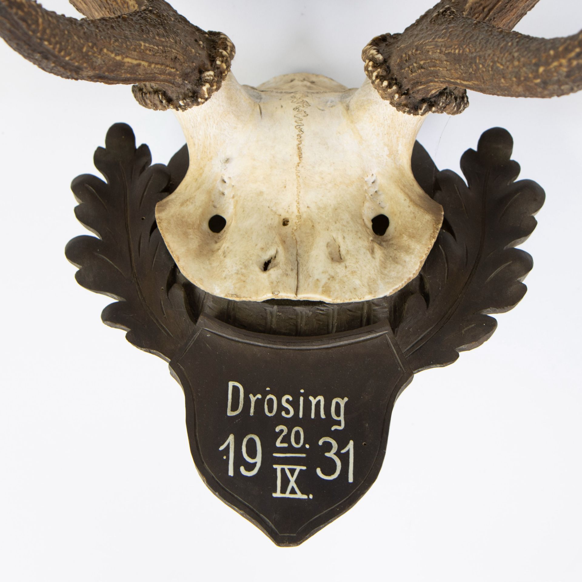 Deer antler Drosing 1931 - Image 2 of 3