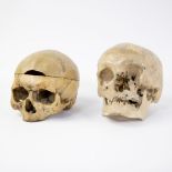 Lot of study skulls circa 1900