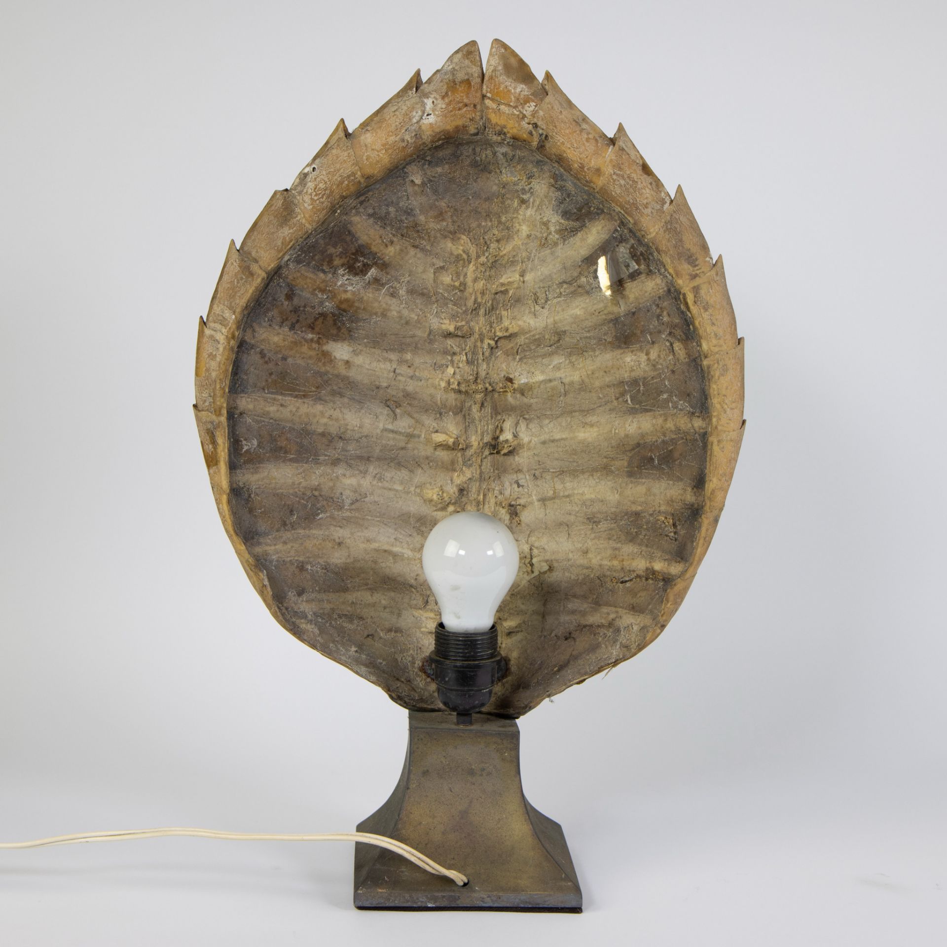 Shell of a turtle transformed into a lampadaire - Image 3 of 4