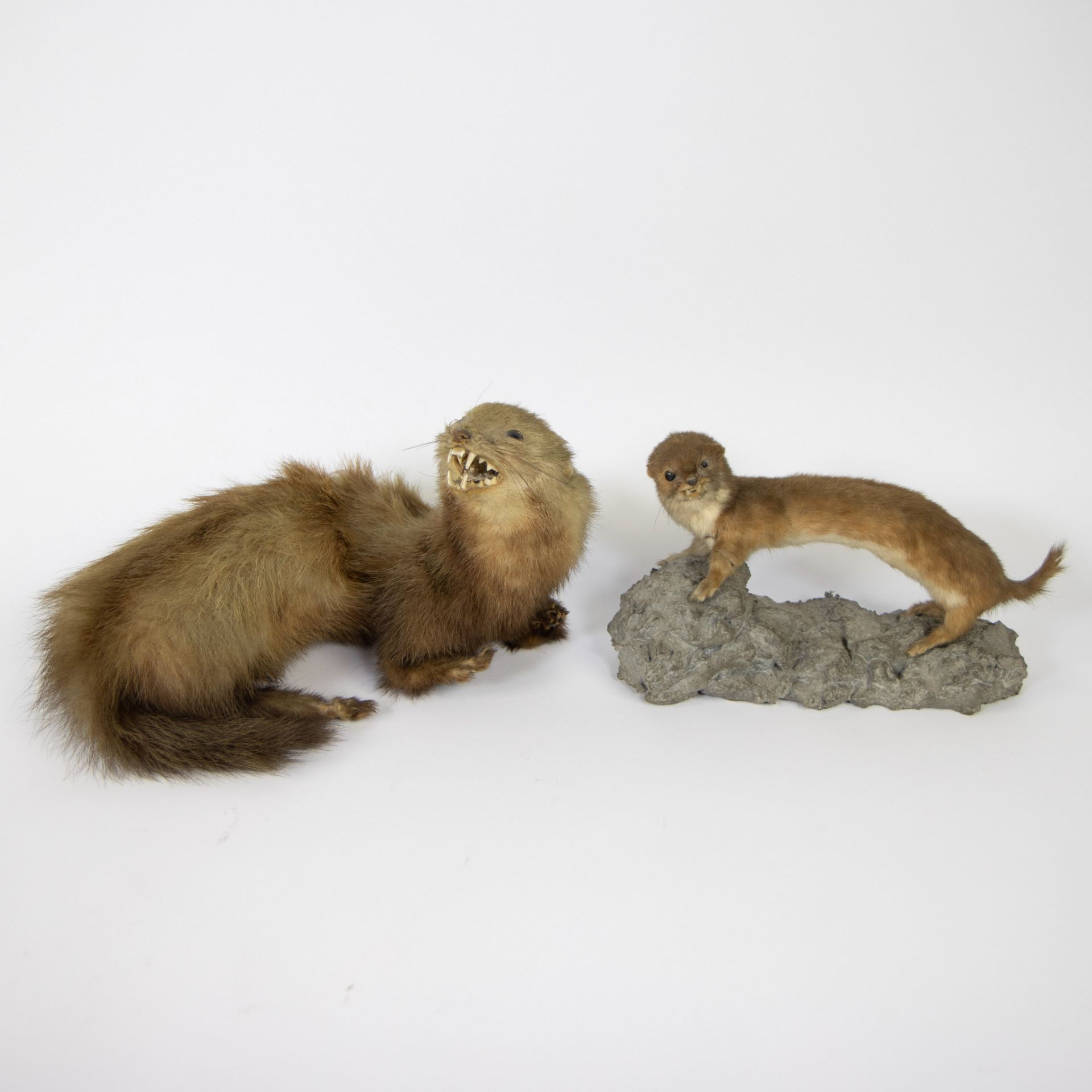 Collection of taxidermy birds, short-tailed monitor lizard and martens - Bild 5 aus 5