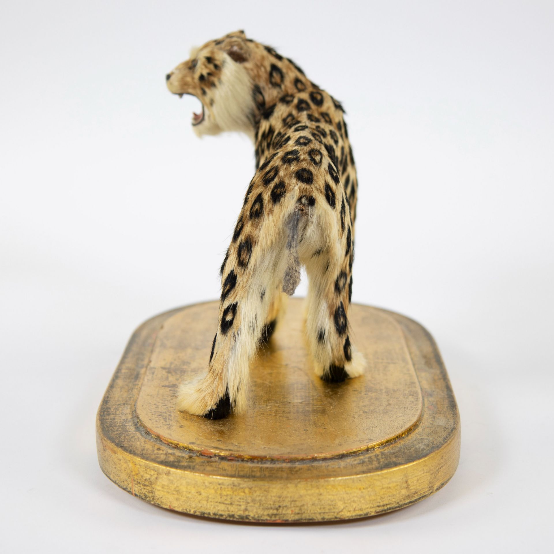 Taxidermy leopard under a bell jar - Image 5 of 5