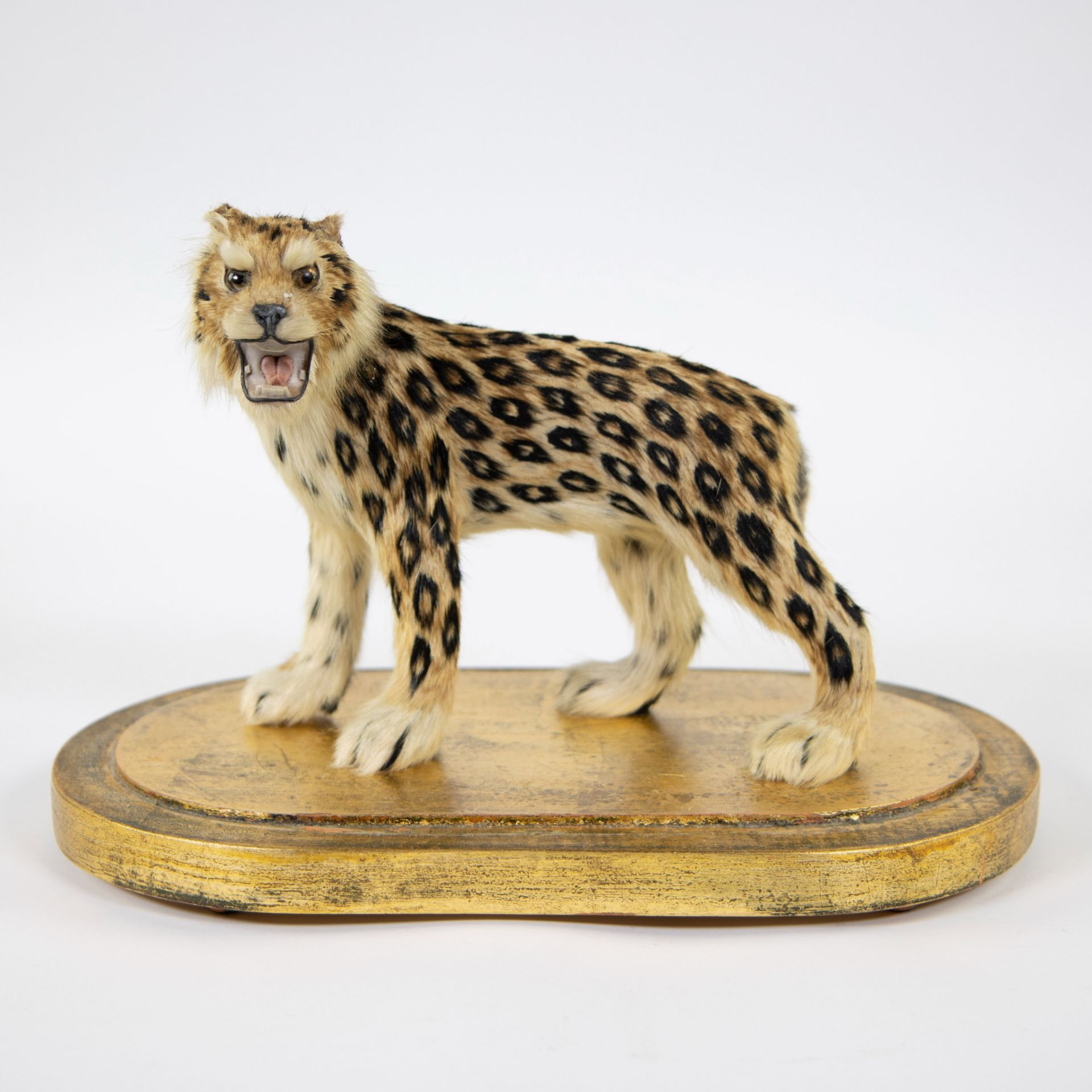 Taxidermy leopard under a bell jar - Image 2 of 5