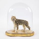 Taxidermy leopard under a bell jar