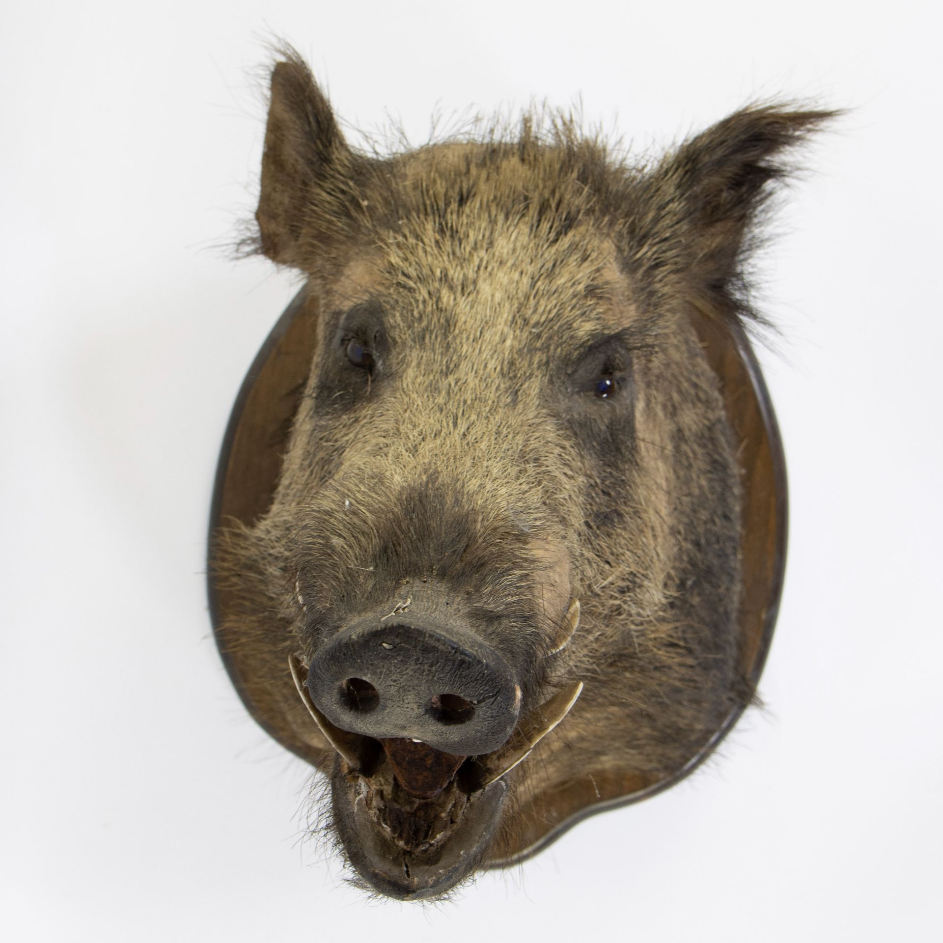 Taxidermy head of a wild boar