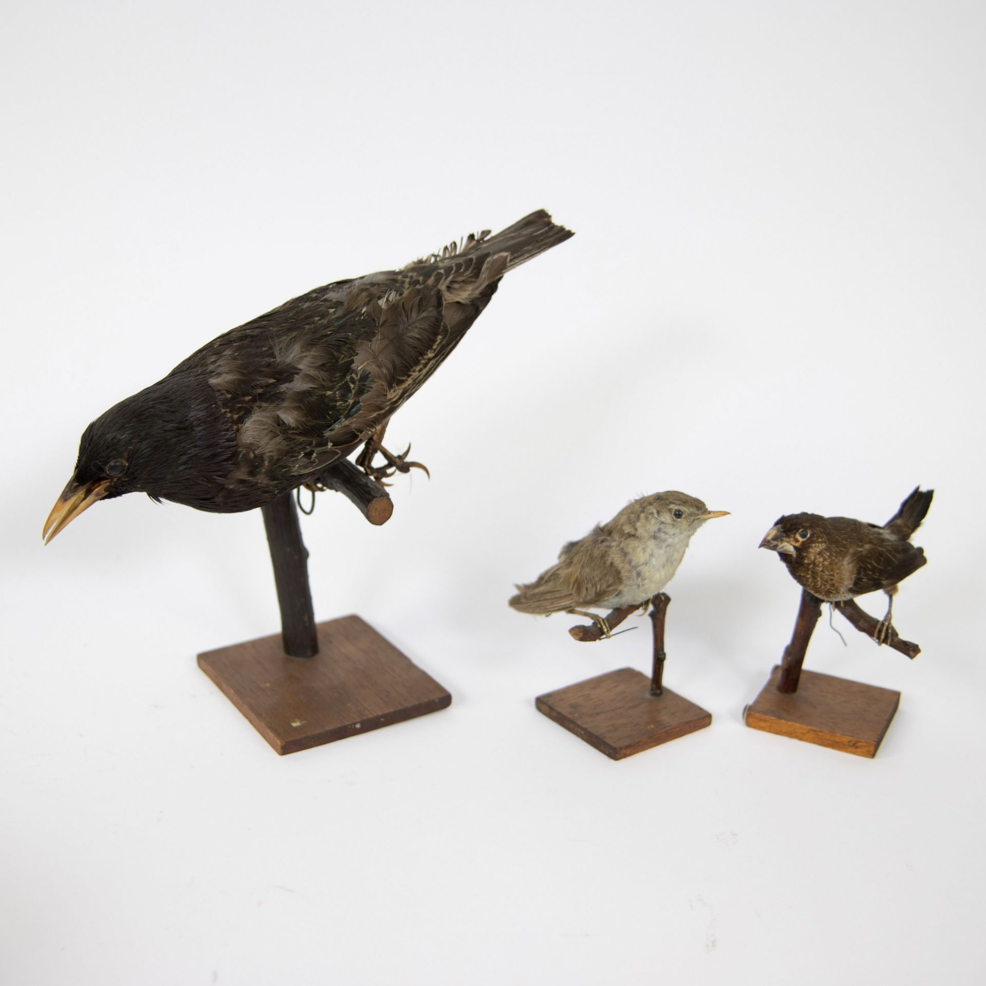 Collection of taxidermy birds, short-tailed monitor lizard and martens - Bild 2 aus 5