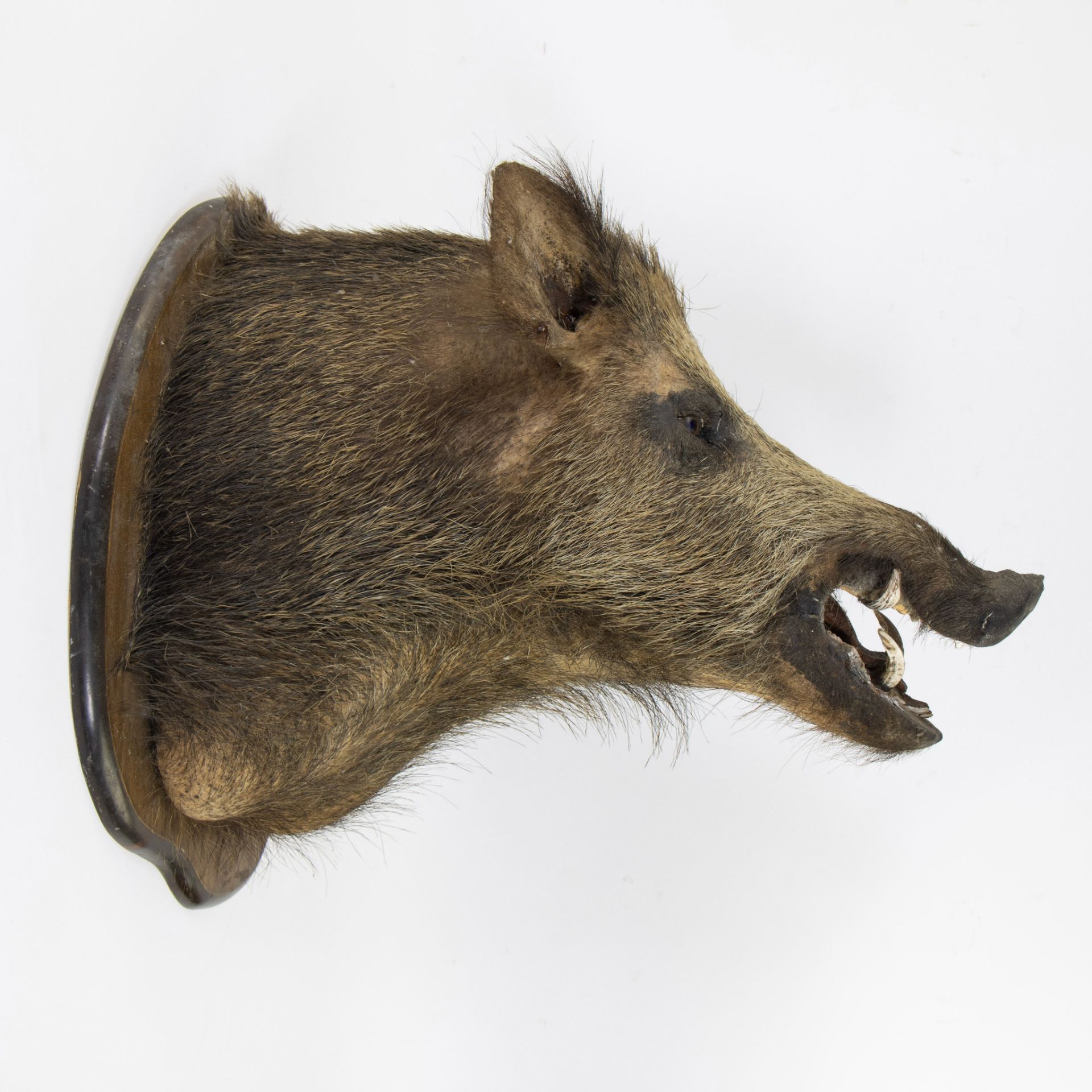 Taxidermy head of a wild boar - Bild 3 aus 3
