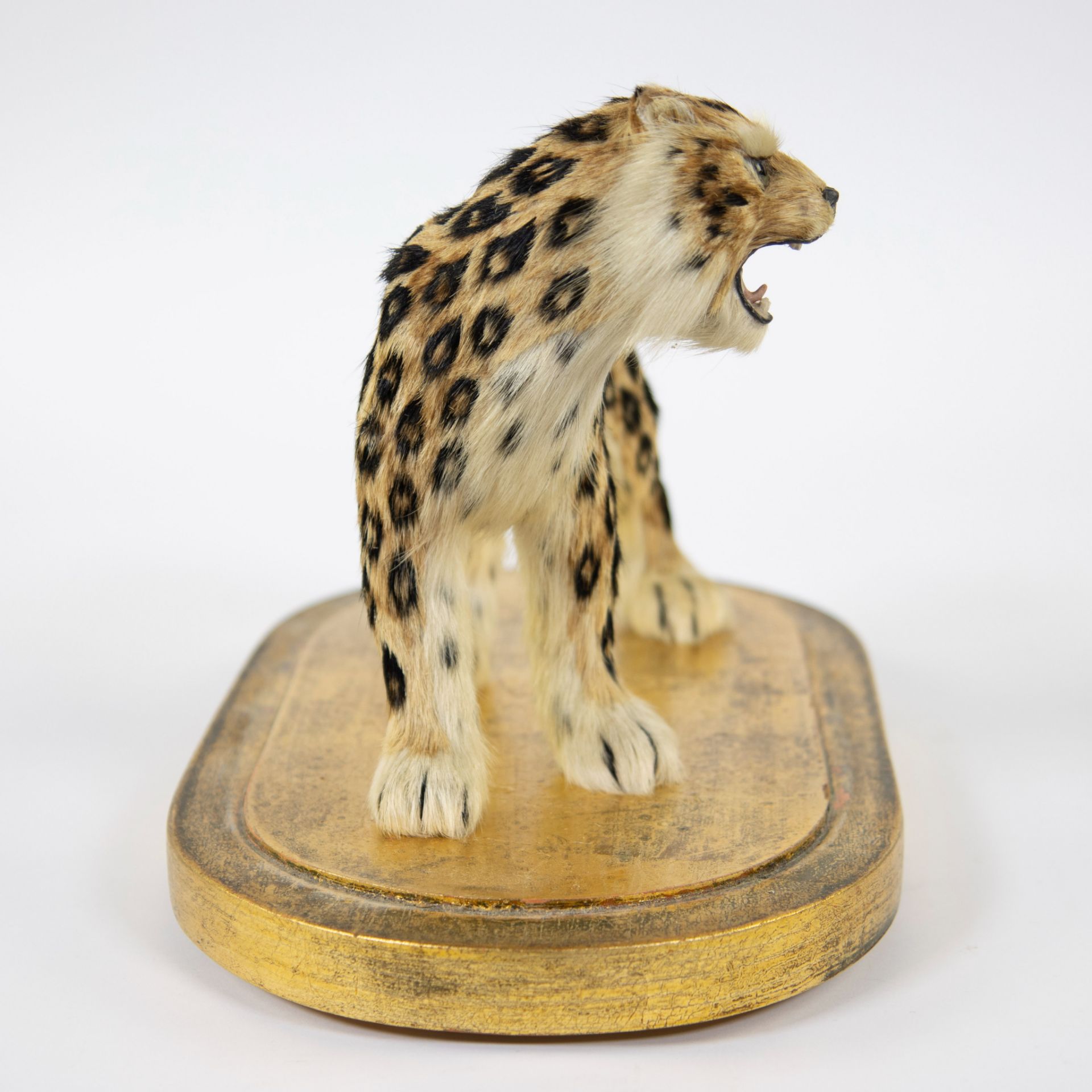 Taxidermy leopard under a bell jar - Image 3 of 5