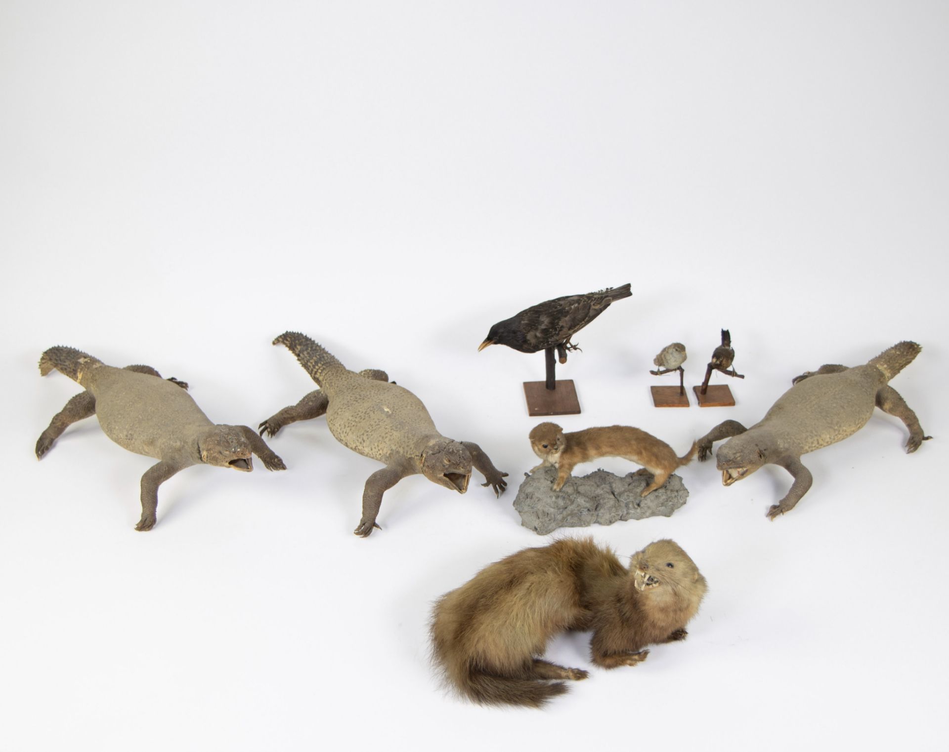 Collection of taxidermy birds, short-tailed monitor lizard and martens