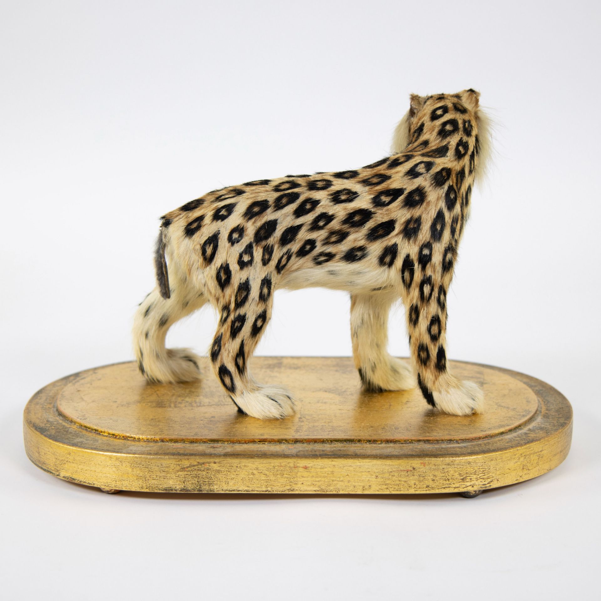 Taxidermy leopard under a bell jar - Image 4 of 5