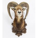 Taxidermy head of a Mouflon with curled horns