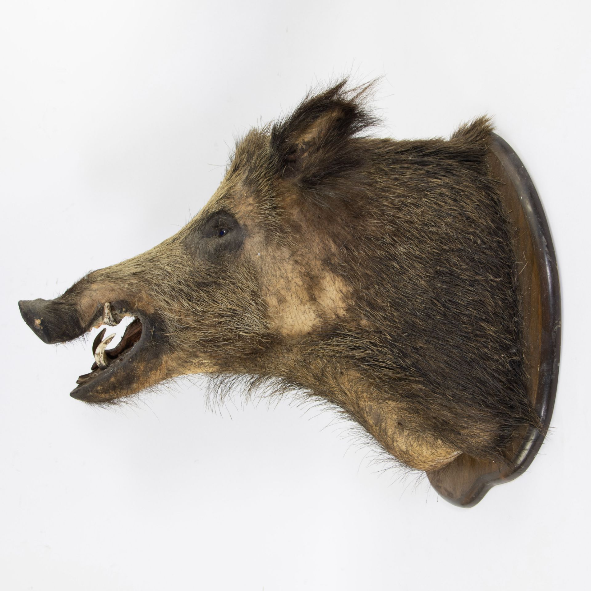 Taxidermy head of a wild boar - Bild 2 aus 3