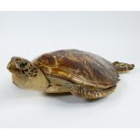 Taxidermy, water turtle