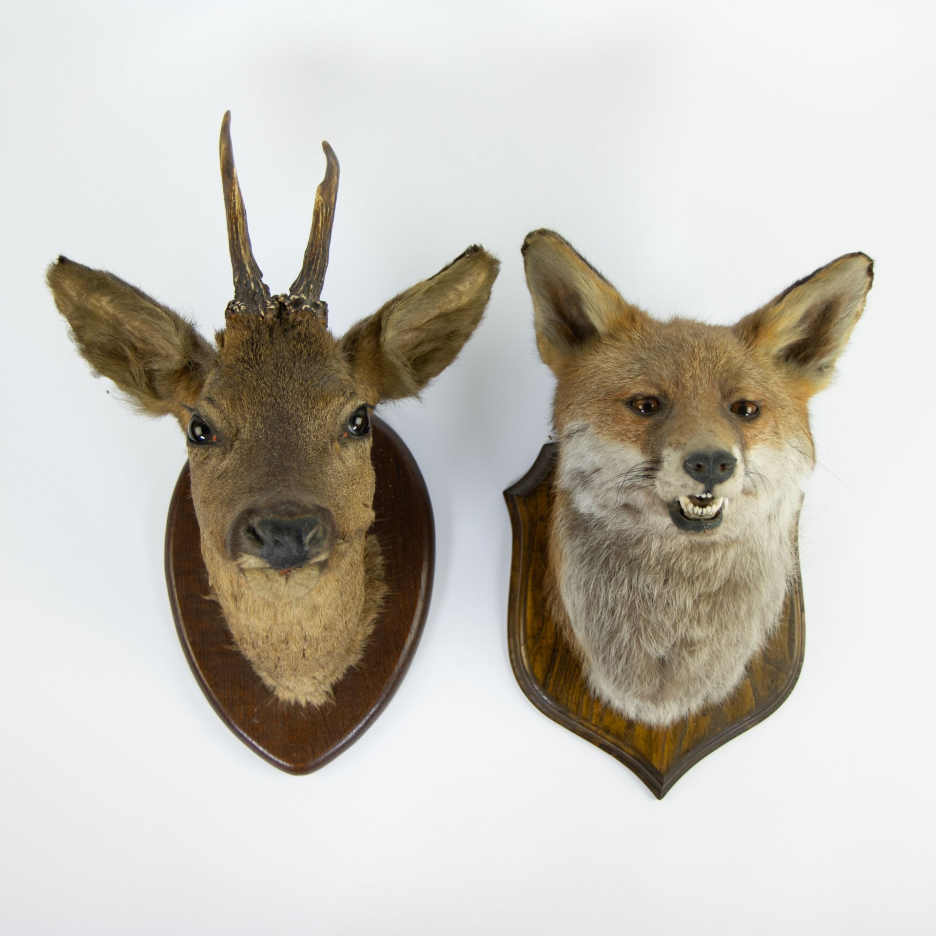 Lot taxidermy, fox and stag head